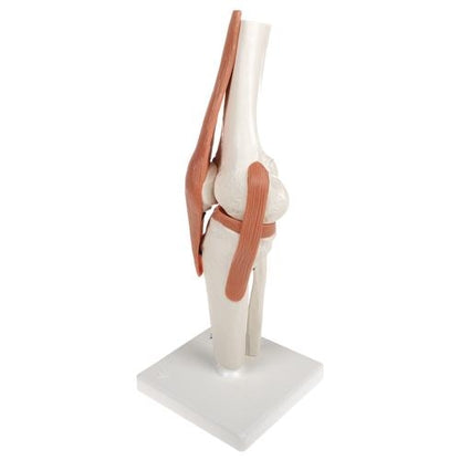 Knä med ligament
