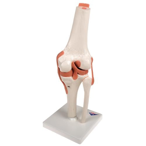 Knä med ligament