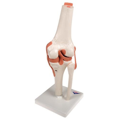 Knä med ligament
