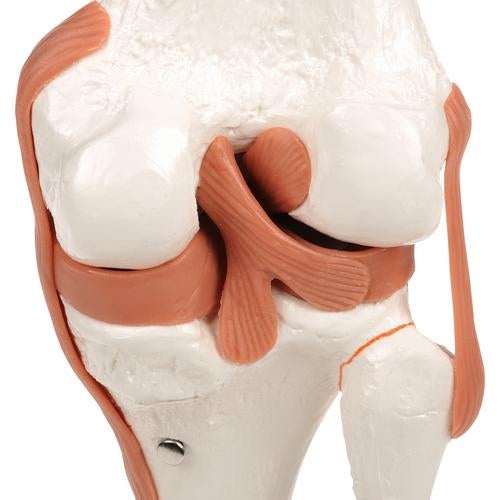 Knä med ligament