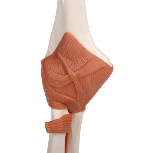 Armbåge med ligament