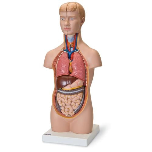 Mini Torso 12 delar