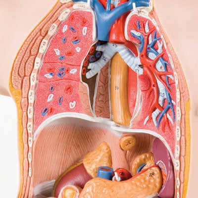 Mini Torso 12 delar