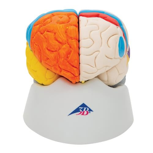 Neuroanatomisk hjärna 8 delar