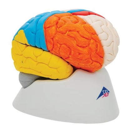 Neuroanatomisk hjärna 8 delar