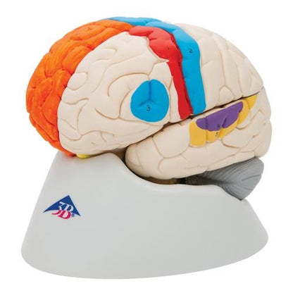 Neuroanatomisk hjärna 8 delar