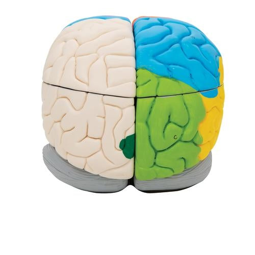 Neuroanatomisk hjärna 8 delar