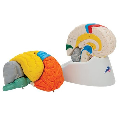 Neuroanatomisk hjärna 8 delar