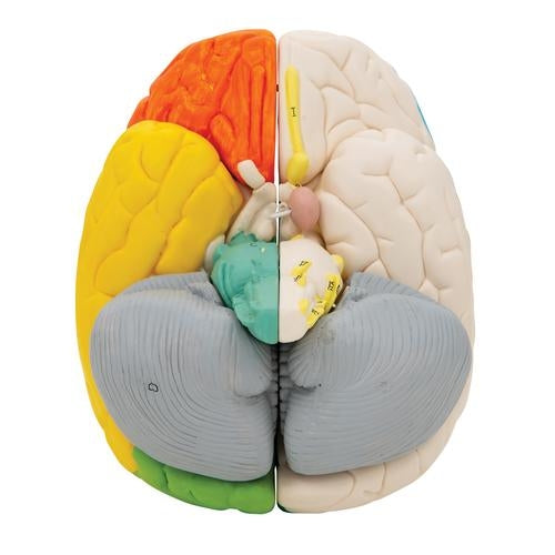 Neuroanatomisk hjärna 8 delar
