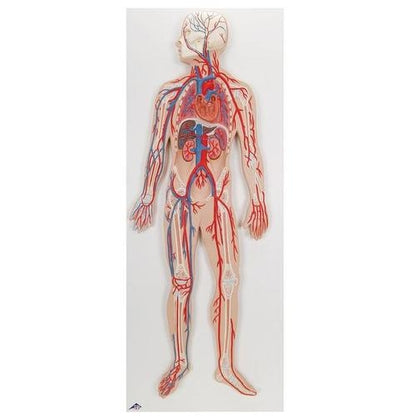 Cirkulationssystemet
