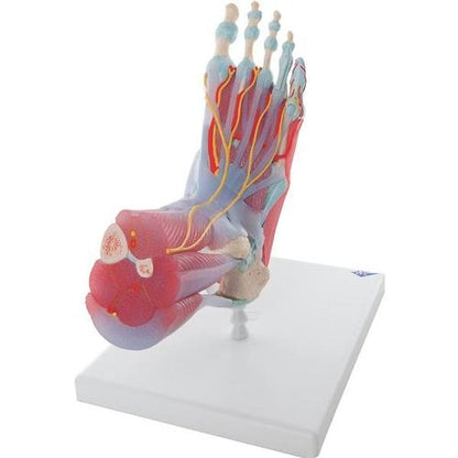 Fotskelett med ligament och muskler