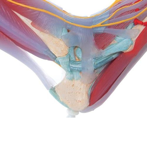 Fotskelett med ligament och muskler